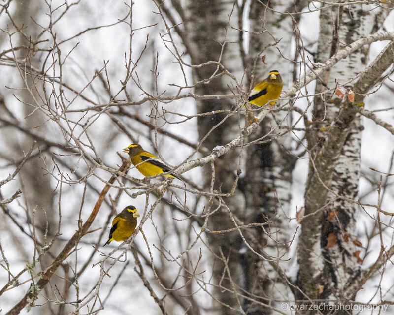 A Flock of Evening Grosbeaks